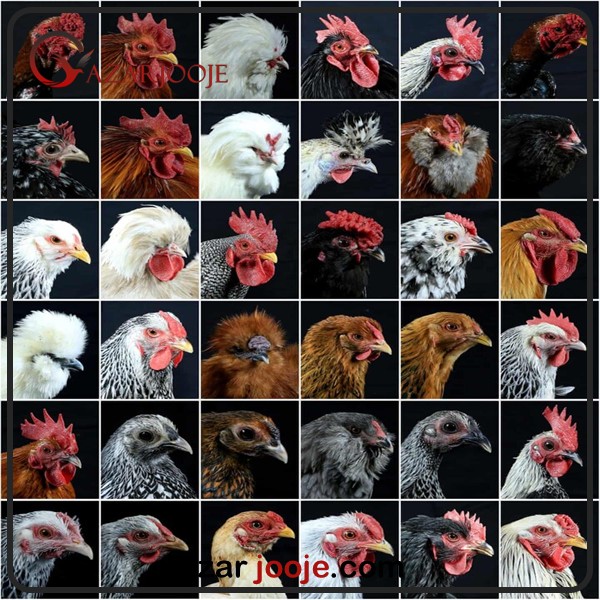 بهترین نژدهای مرغ زینتی برای پرورش