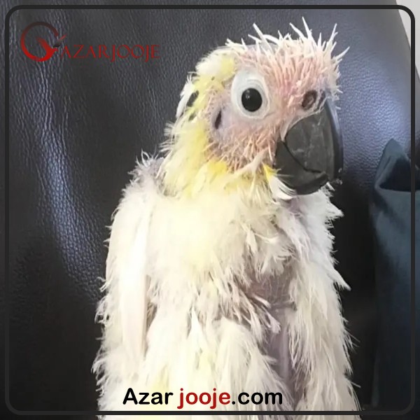 بیماری ایدز در عروس هلندی