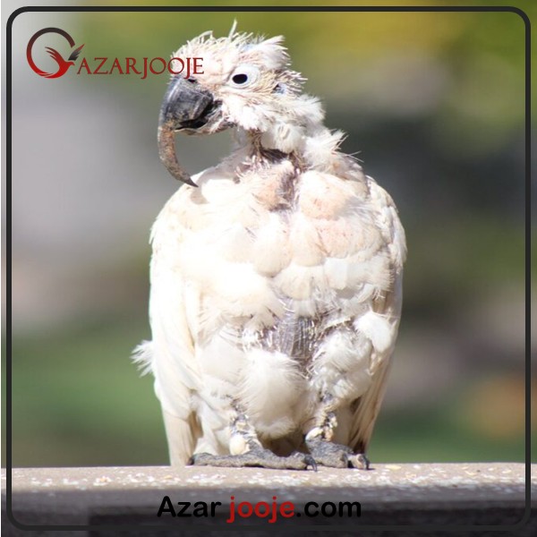 بیماری ایدز در پرندگان