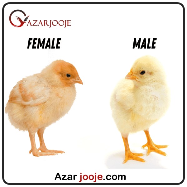 تشخیص جنسیت جوجه ها