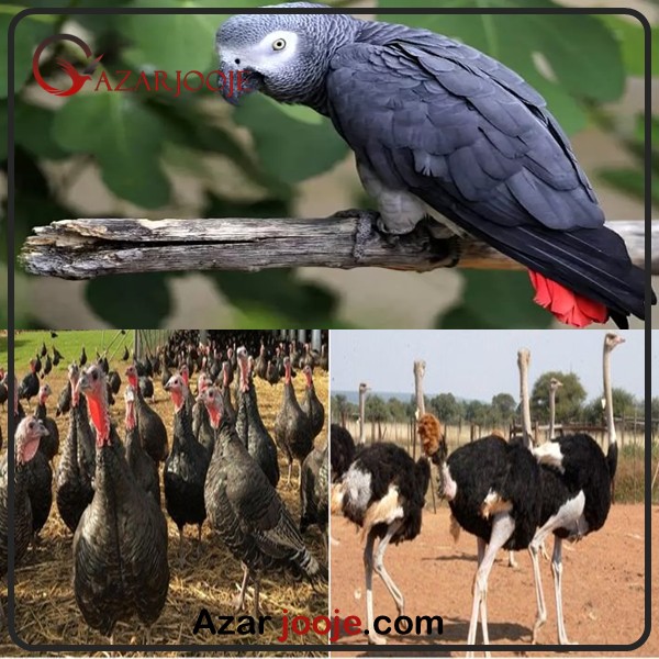تفاوت پرورش پرندگان زینتی با طیور اقتصادی در چیست؟