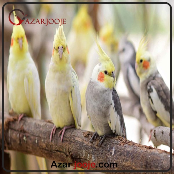 تفاوت پرورش پرندگان زینتی با طیور اقتصادی