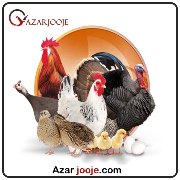 فرق پرورش پرندگان زینتی با طیور اقتصادی