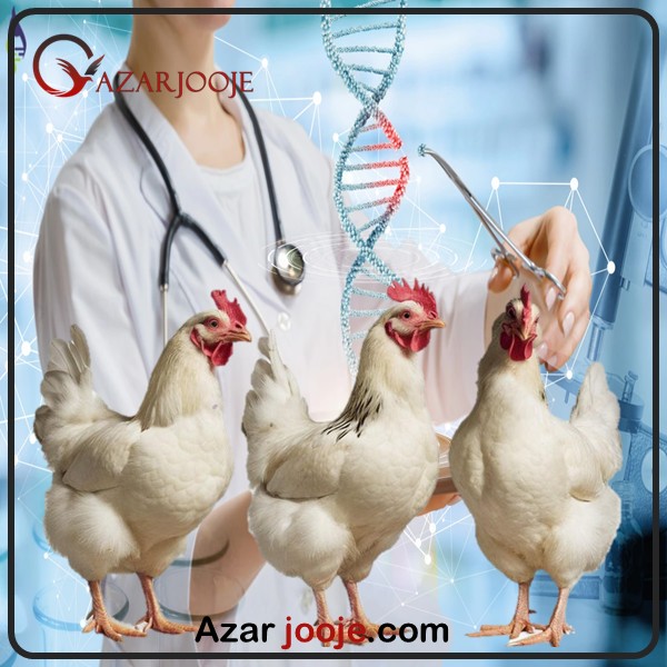 نقش ژنتیک گله پرندگان والد در پرورش