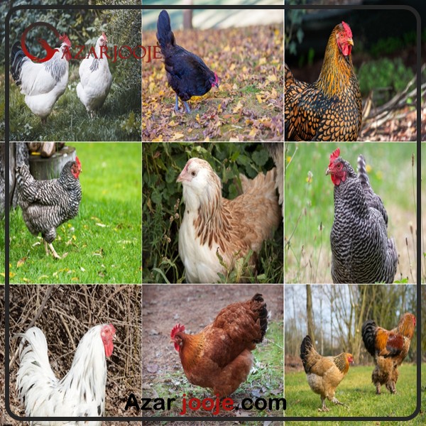 نژدهای مرغ زینتی برای پرورش و شروع کسب و کار خانگی