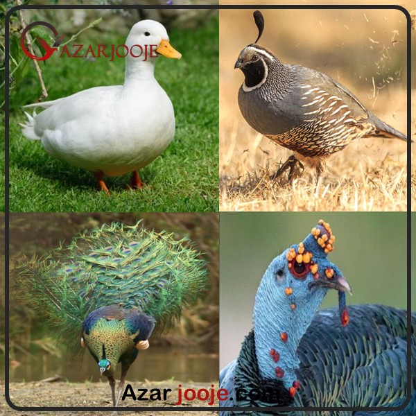 پرورش گونه های نادر پرندگان