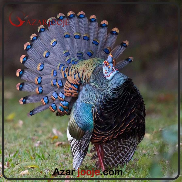 گونه های نادر پرندگان برای پرورش