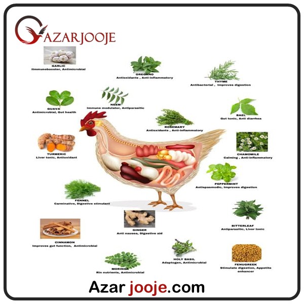 Herbal medicines for treating poultry diseases