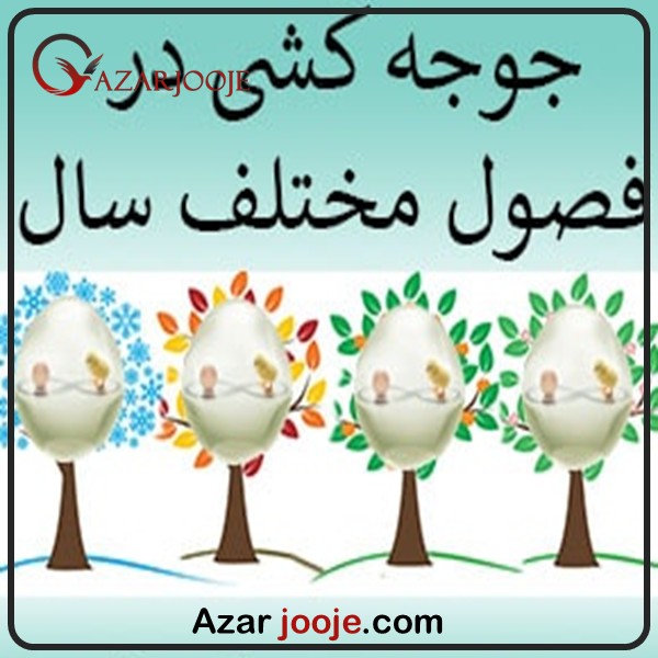جوجه کشی در فصل های مختلف سال