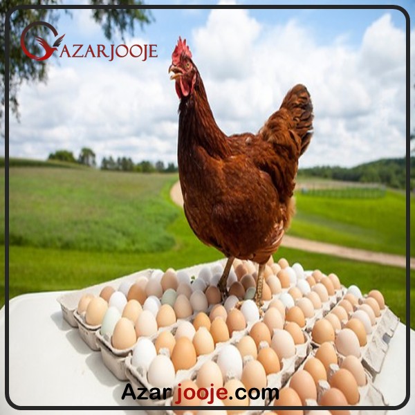 جوجه کشی در فصل های مختلف