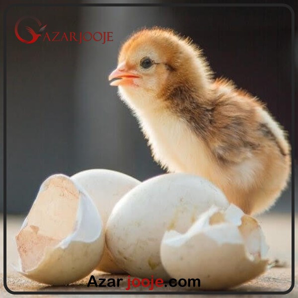 جوجه کشی در فصول مختلف