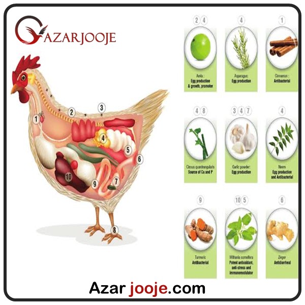 داروهای گیاهی برای درمان بیماری طیور