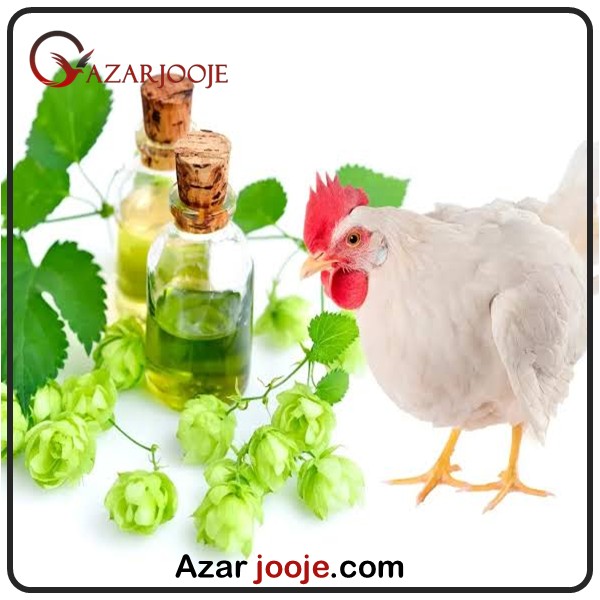 داروی گیاهی و درمان طیور