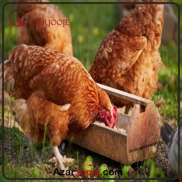 غذاهای مختلف پرندگان