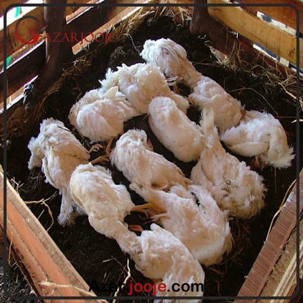 مدیریت پاتوژن ها در سالن های پرورشی طیور