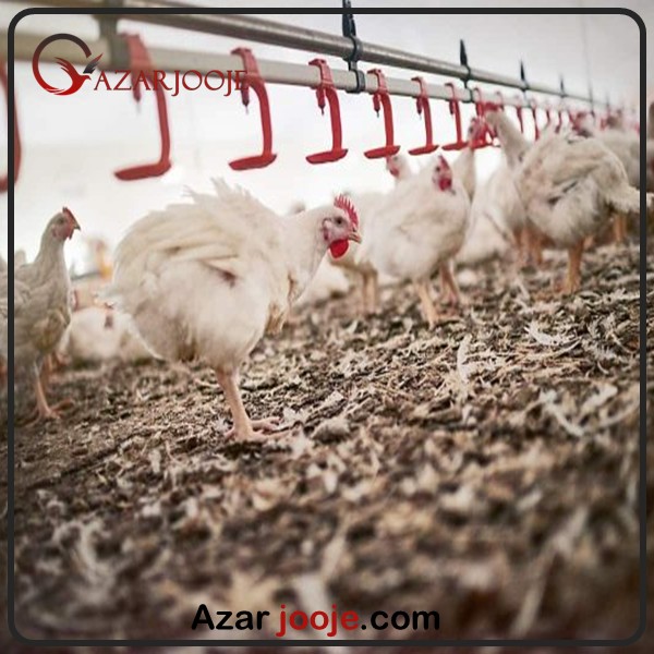 مدیریت پاتوژن ها در سالن های پرورشی