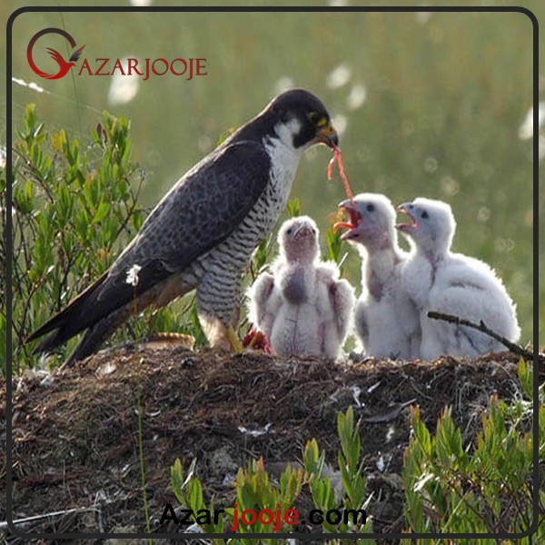 اصول پرورش پرندگان شکاری
