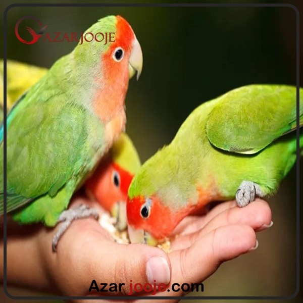 افزایش طول عمر مفید در پرندگان