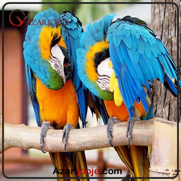 افزایش طول عمر پرندگان 