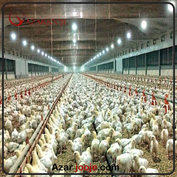 بهینه سازی انرژی در پرورش طیور