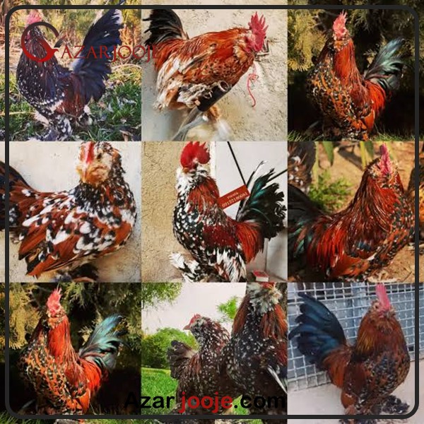 تخم مرغ نطفه دار مرغ بلژیکی