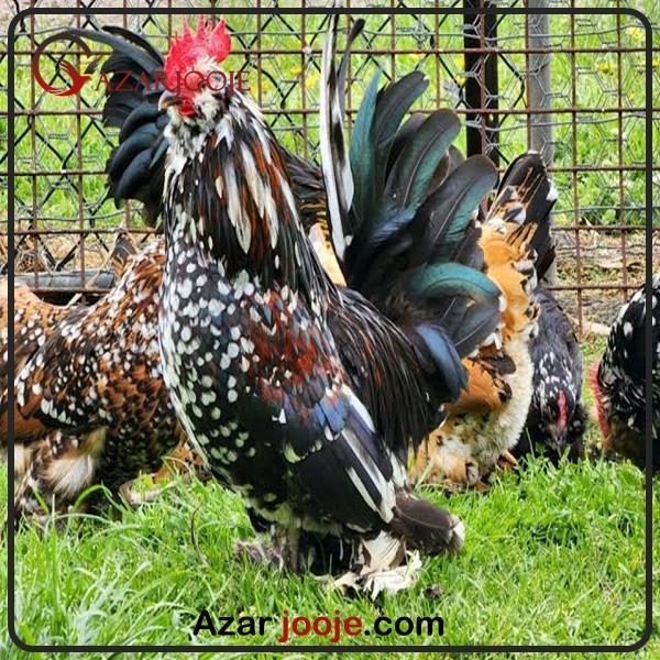 تخم نطفه دار مرغ بلژیکی