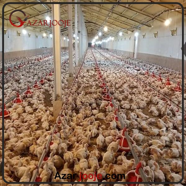 روش های بهینه سازی انرژی در پرورش طیور