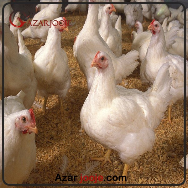 مرغ راس گوشتی 308