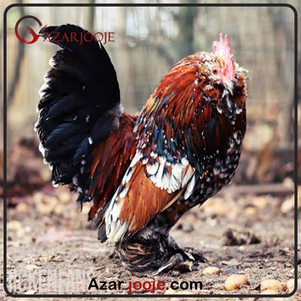 مرغ و خروس نژاد بلژیکی