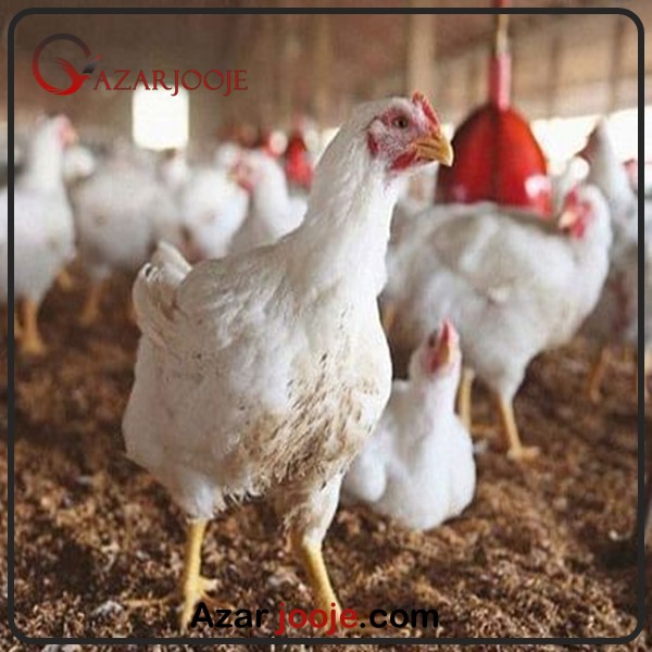 مرغ گوشتی راس