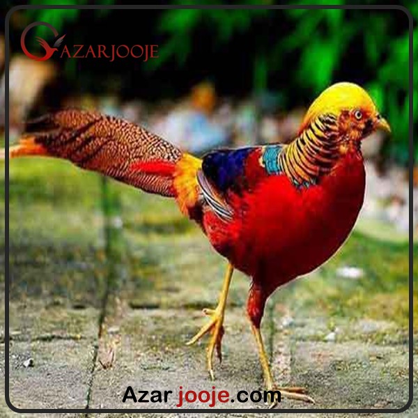 نکات مهم در مرود قرقاول