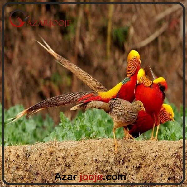 دانستنی های در مورد قرقاول بلژیکی 