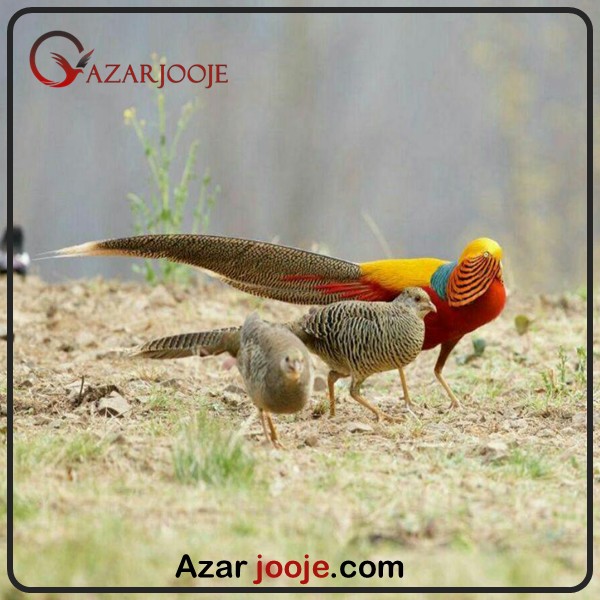 همه چیز در مورد قرقاول بلژیکی