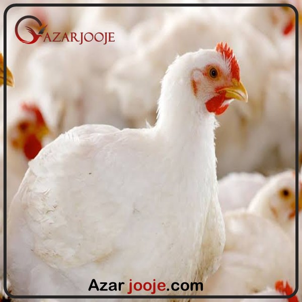 ویژگی های مرغ راس گوشتی