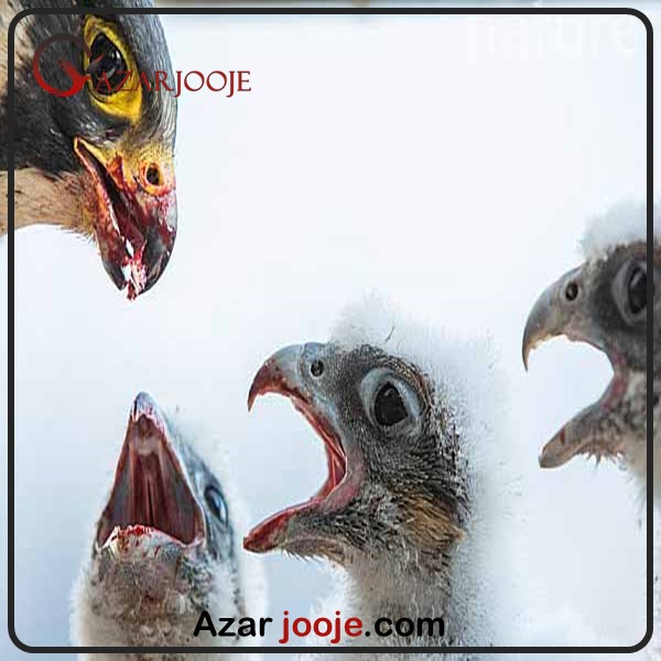 پرورش پرندگان شکاری