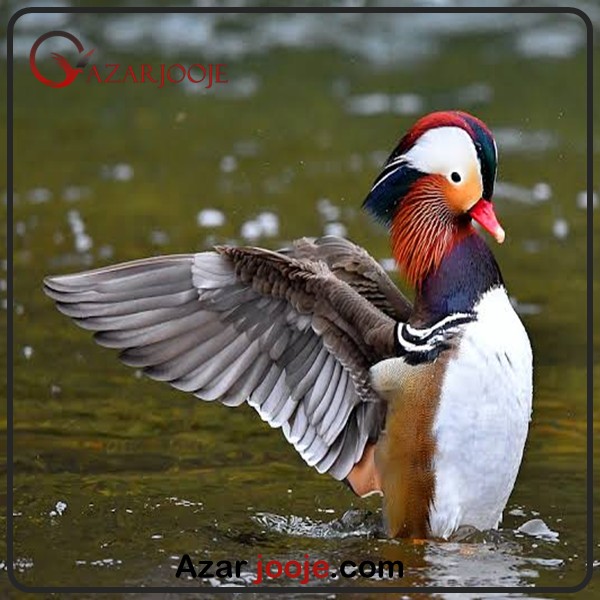 اردک ماندارین و ویژگی های آنها