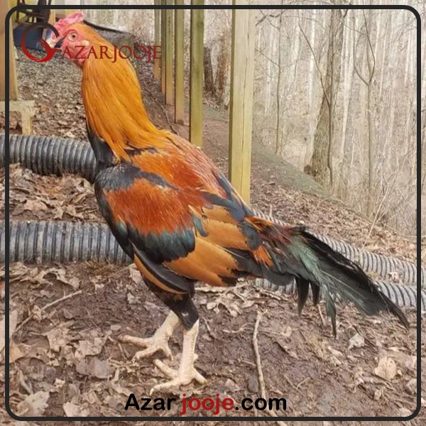 بهترین نژاد های لاری