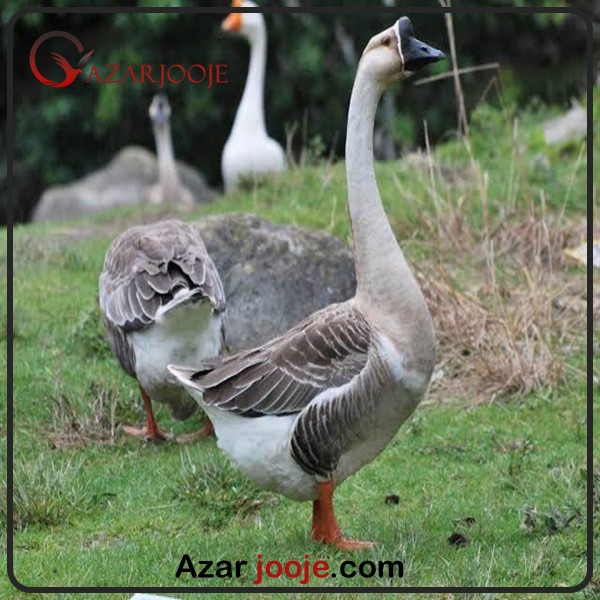 تخم نطفه دار قوغاز