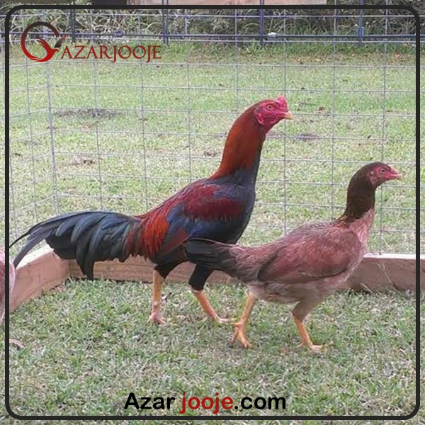 تخم نطفه دار مرغ و خروس لاری