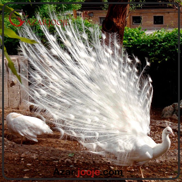 خصوصیات طاووس سفید