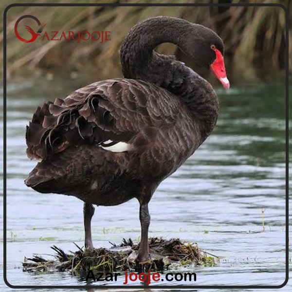 خصوصیات قوی سیاه