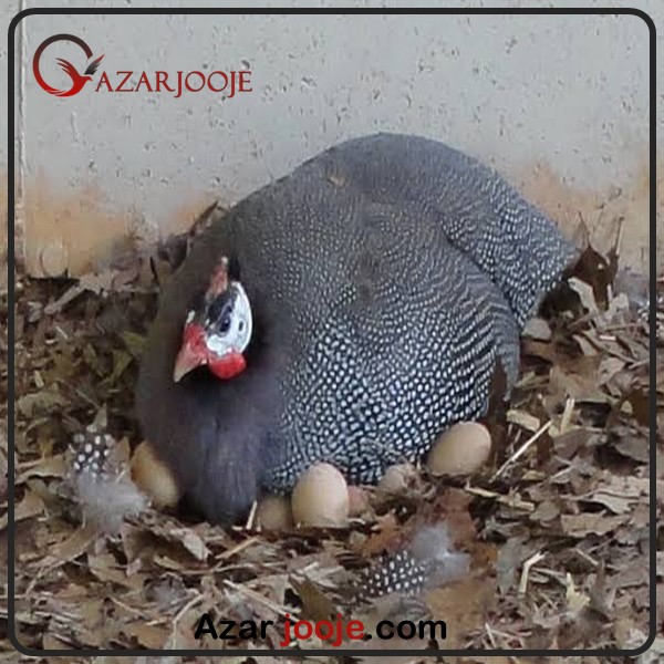 خصوصیات مرغ شاخدار