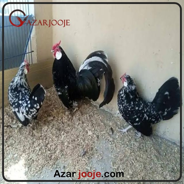 خصوصیات مرغ و خروس رزکامپ