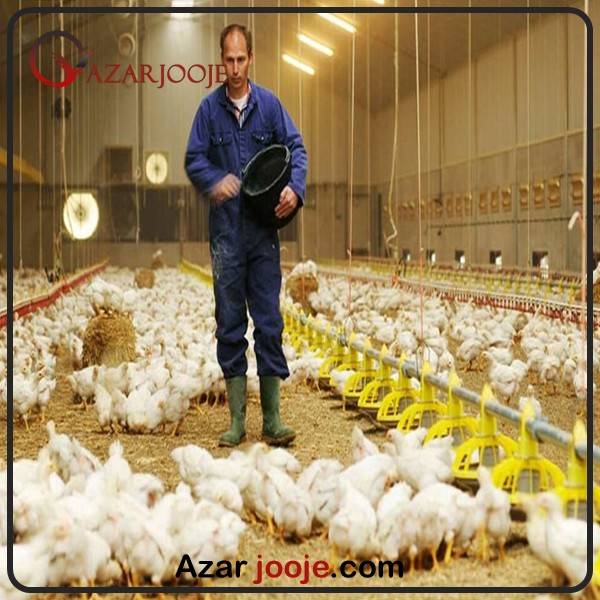 مدیریت بحران در سالن پرورش طیور