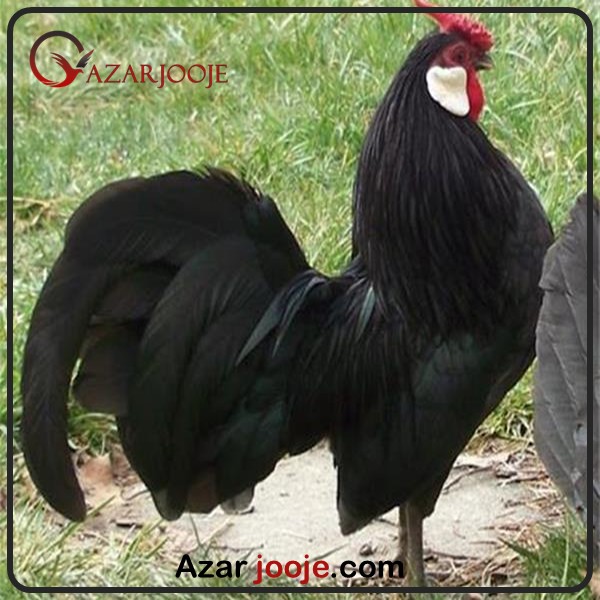 مرغ و خروس رزکامپ