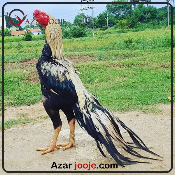 مرغ و خروس لاری