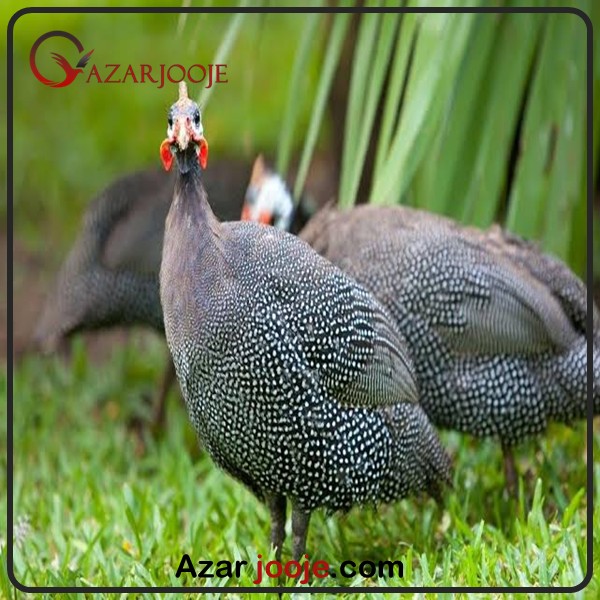 همه چیز در مرود مرغ شاخدار