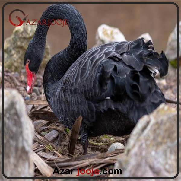 همه چیز در مورد قوی سیاه