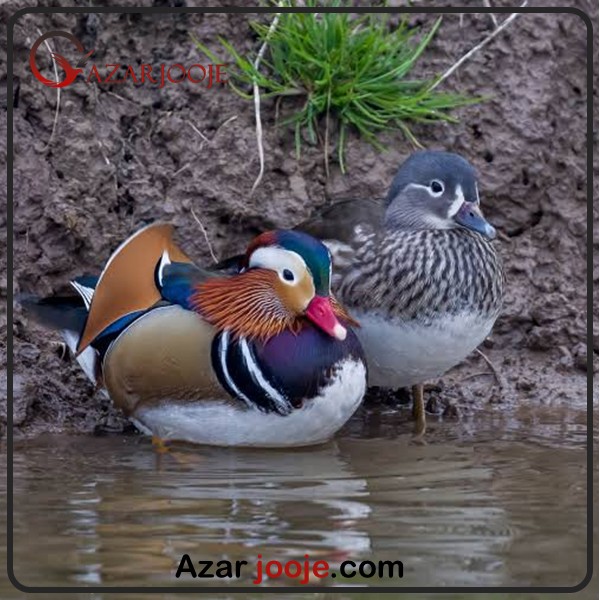 ویژگی های اردک ماندارین