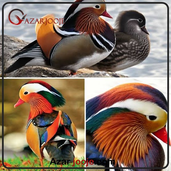 ویژگی های اردک های ماندارین